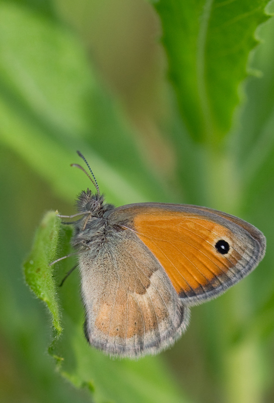 Coenonympha pamphilus? S�